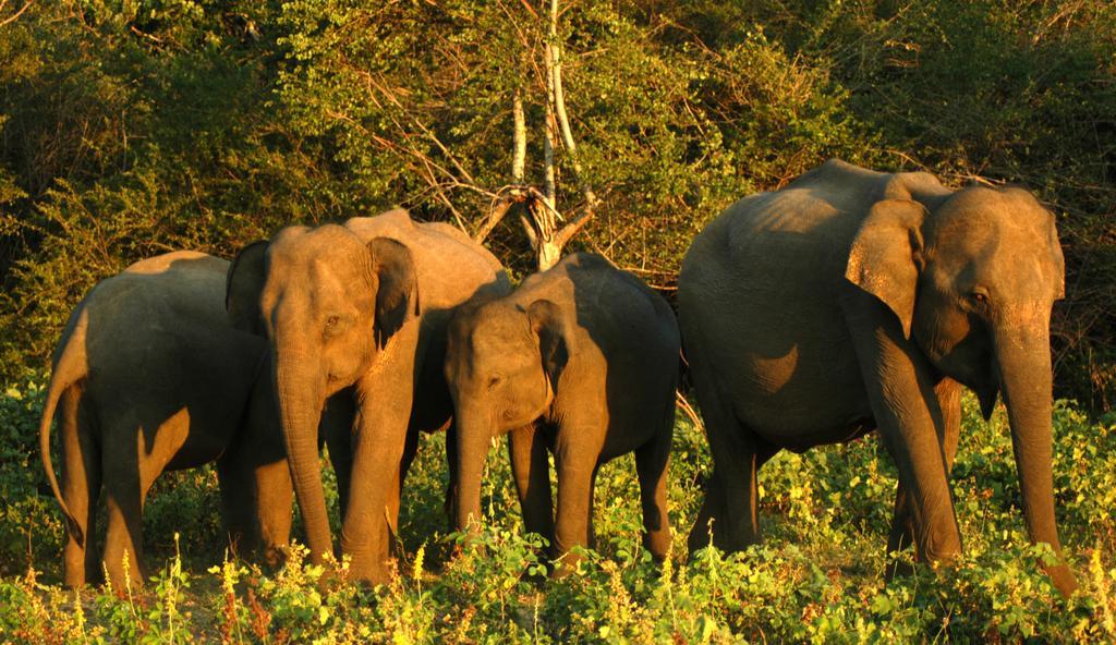 Elephant Trail Udawalawe Room photo